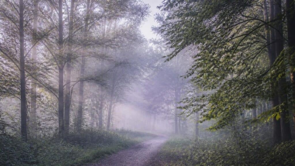 Sendero de bosque con niebla y luz suave de la mañana