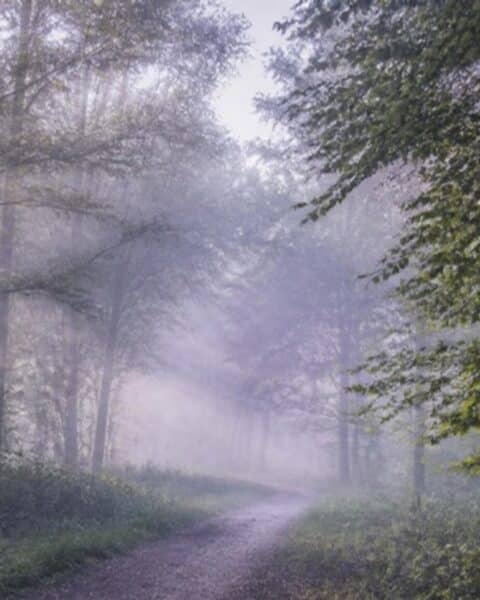 Sendero de bosque con niebla y luz suave de la mañana