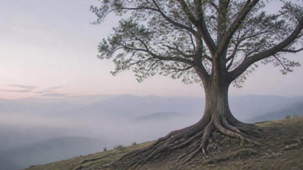 Árbol solitario con raíces visibles en una colina al amanecer, como imagen de la historia que nos sostiene