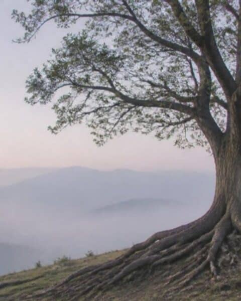 Árbol solitario con raíces visibles en una colina al amanecer, como imagen de la historia que nos sostiene